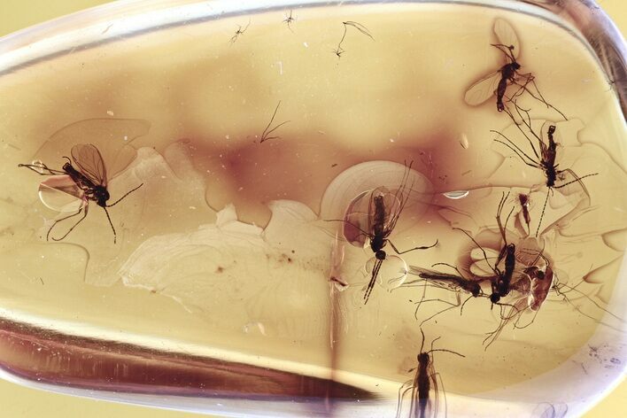 Fossil Dark-Winged Fungus Gnats and Springtail in Baltic Amber #300711